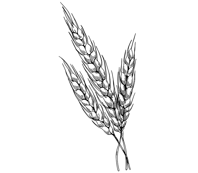 sketch of wheat